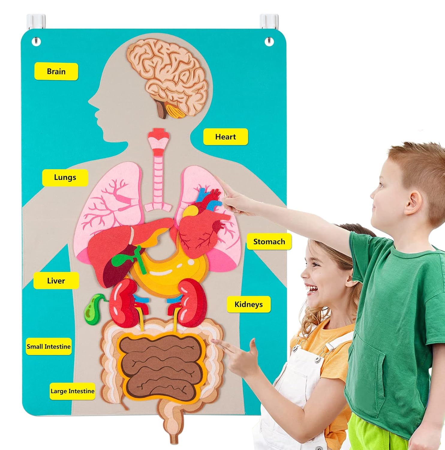 Human Body Puzzle - Piezas del cuerpo humano, tablero de