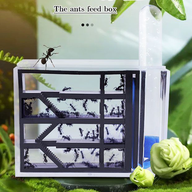 Kingdom Kids Education - Ants Kingdom - Caja de Observación