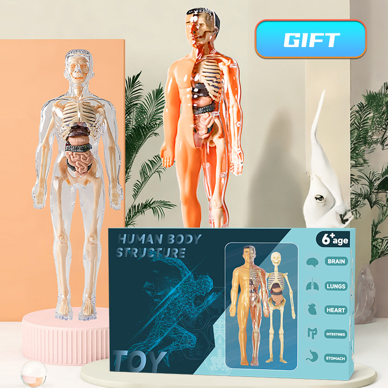 Human Body Puzzle - Modelo de Torso humano 3D, esqueleto