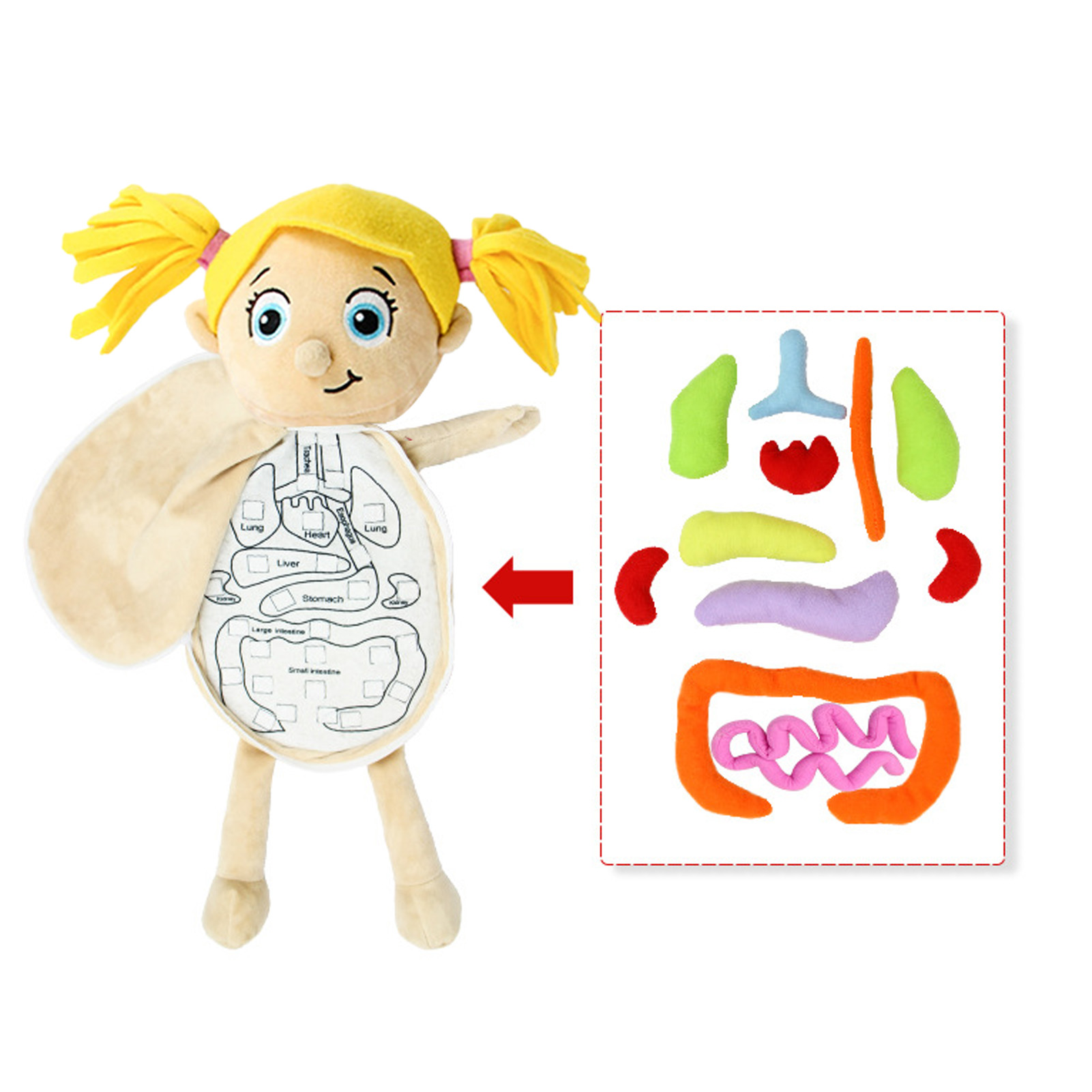 Human Body Puzzle - Juguetes Montessori para chico, rompecabezas 3D,