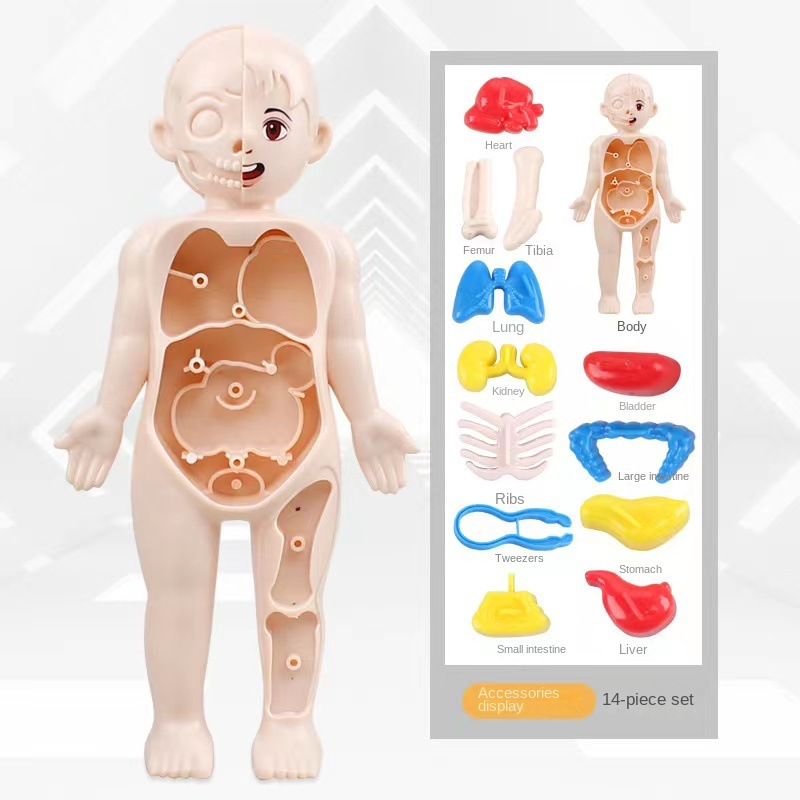 Rompecabezas Montessori 3D de  - Human Body Puzzle reseña y precio