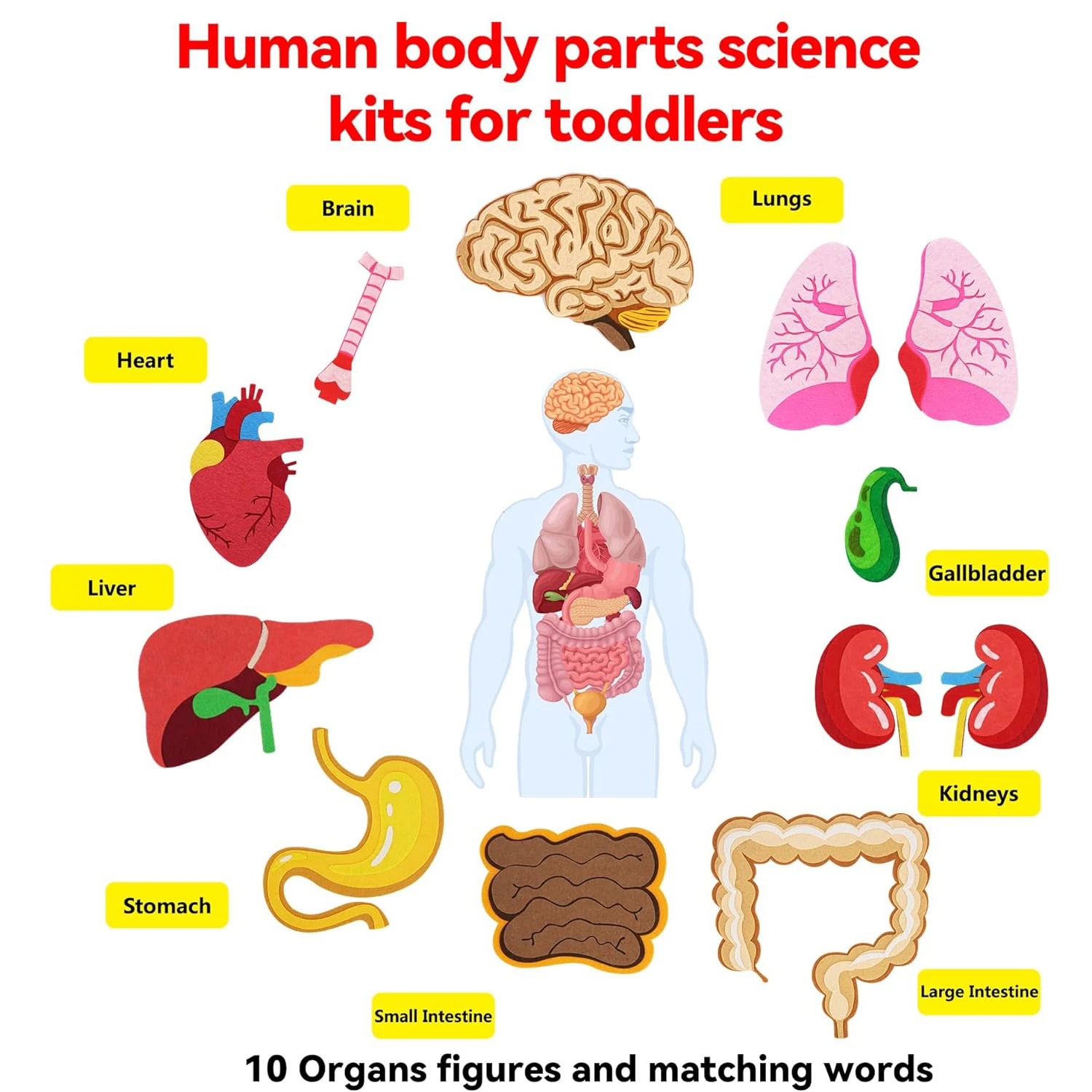 Piezas del cuerpo humano, tabl - Human Body Puzzle reseña y precio