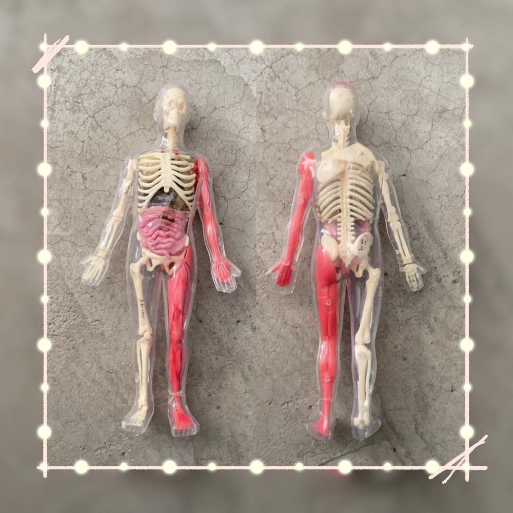 En stock: Modelo de órgano hum - Human Body Puzzle reseña y precio