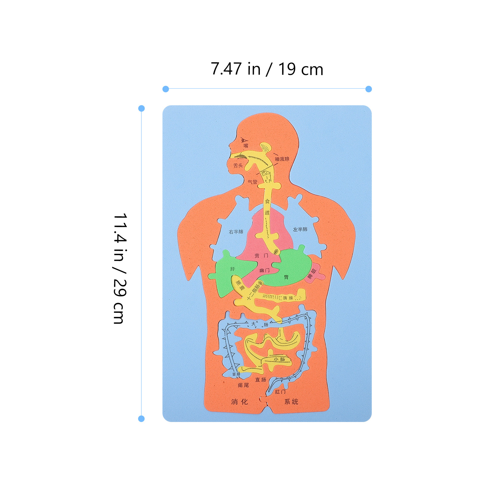 Rompecabezas de 3 Piezas de Ór - Human Body Puzzle reseña y precio