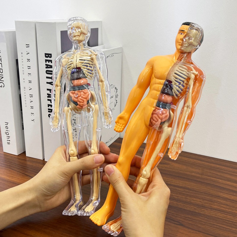 Modelo de Torso humano 3D, esq - Human Body Puzzle reseña y precio