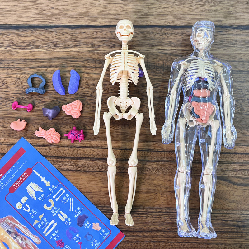 Modelo de Torso humano 3D, esq - Human Body Puzzle reseña y precio