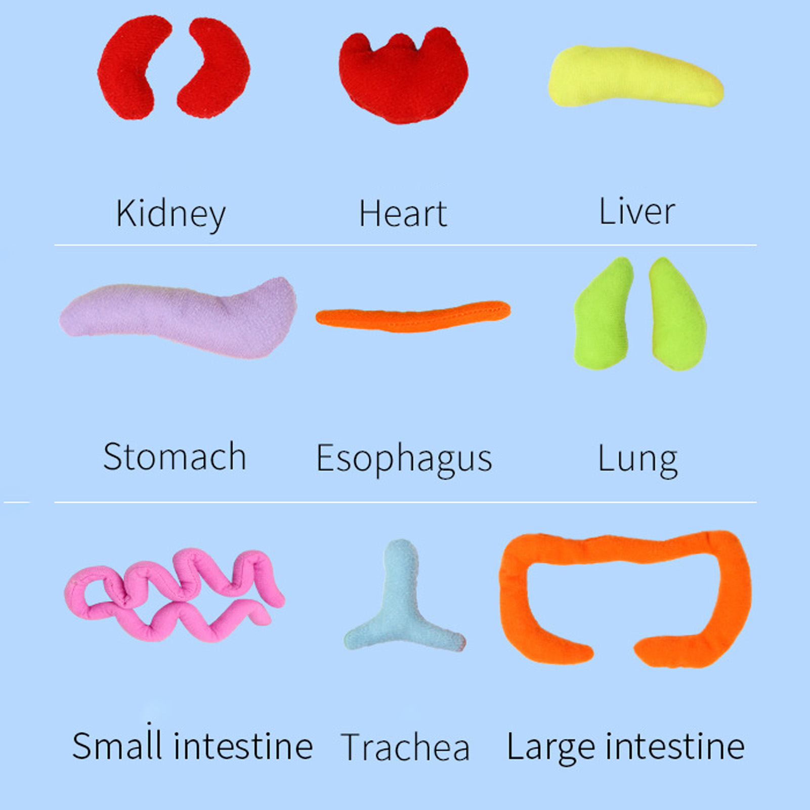 Juguetes Montessori para chico - Human Body Puzzle reseña y precio
